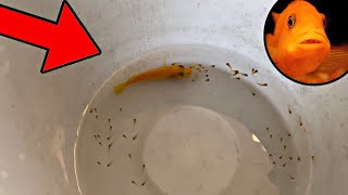 My Fish Had BABIES!!! *UNEXPECTED*