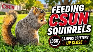 Feeding CSUN Squirrels in 360° | Campus Critters Up Close.