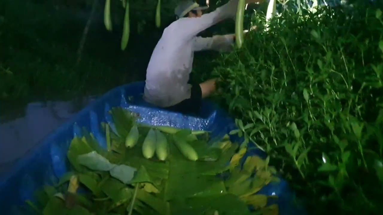 Mùng 10 tháng 6 tiếp tục cử bầu thứ 18  hơn 400 trái