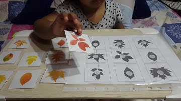 5 shadow matching activities