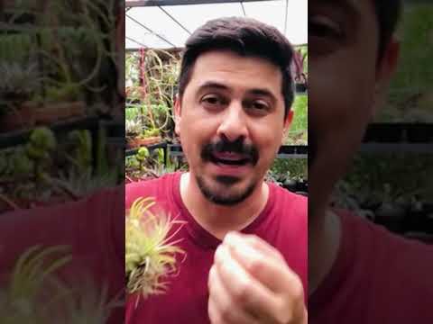 Vídeo: Sky Plant Bromélias - Como cultivar uma Tillandsia Sky Plant