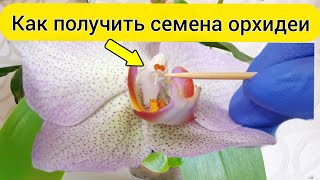 Размножение орхидей семенами || Опыление орхидеи дома