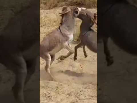 donkeys #ytshorts #ghadha