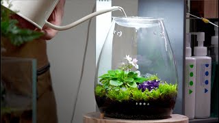 Oh! It's dazzling! Make a terrarium perfect for gifting with sparkling crystals! by 내츄럴팟 NATURALLPOT 13,719 views 1 year ago 7 minutes, 55 seconds