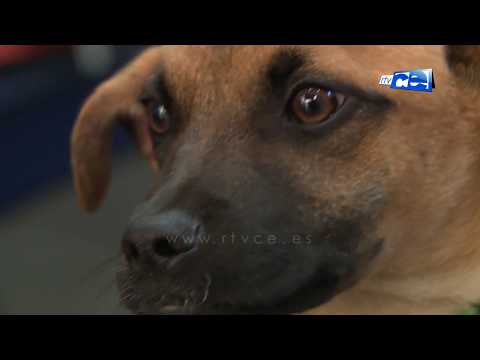 Consejos para cuidar de nuestras mascotas en este delicado momento que estamos viviendo