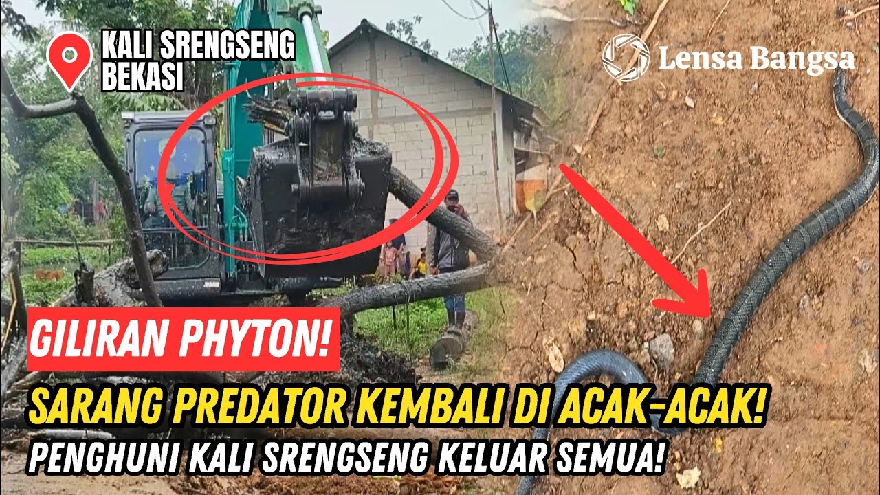GILIRAN PHYTON❗SARANG PREDATOR KEMBALI DI ACAK EXCAVATOR❗ULAR PENGHUNI KALI SRENGSENG KELUAR SEMUA❗