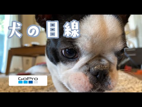 Gopro フレンチブルドッグの子犬でgopromax初撮り 犬の目線映像 Youtube