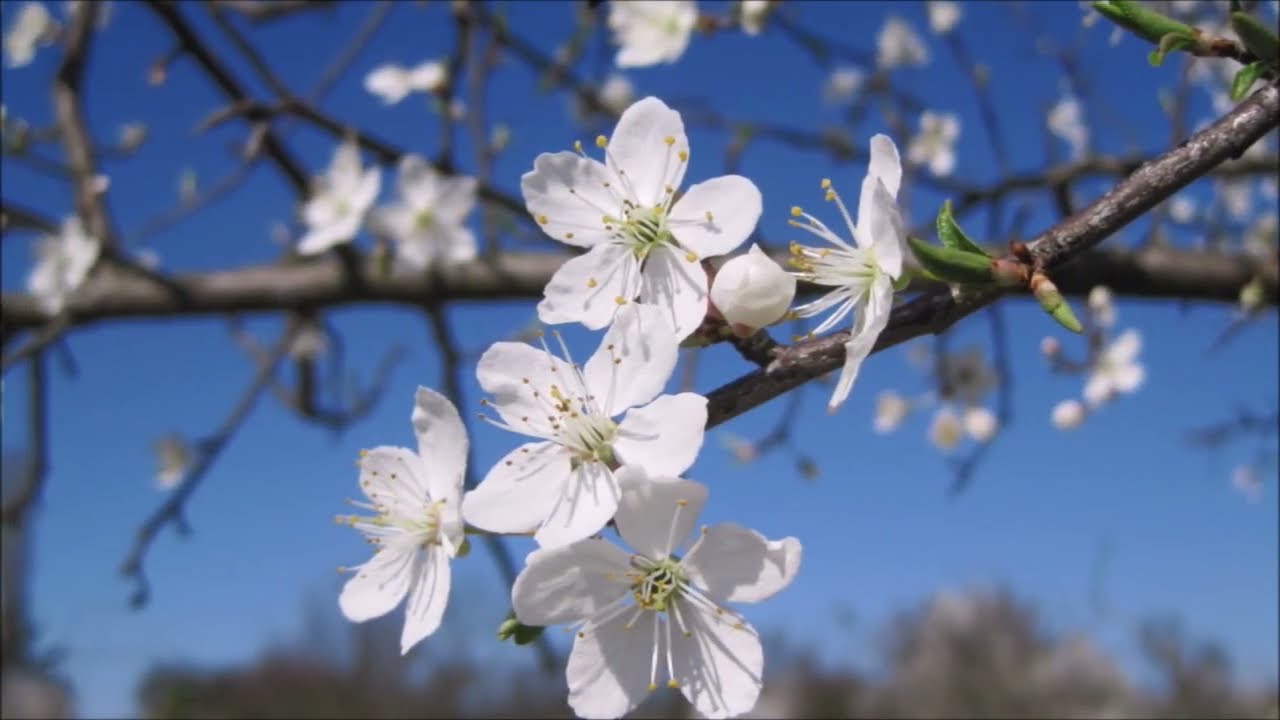 Meine Seele dürstet nach Dir, Gott