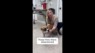 Homeless Pets!