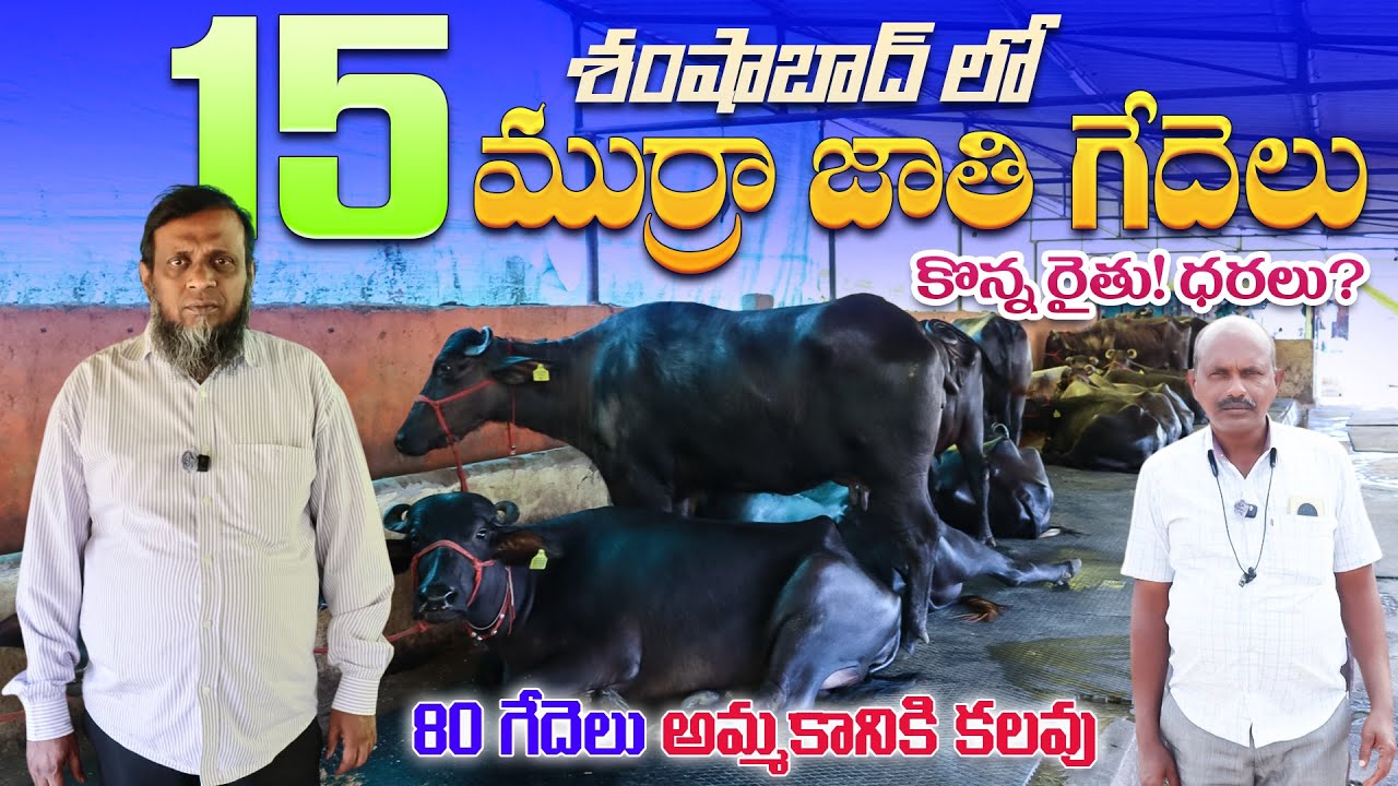 80 ముర్రా గేదెలు అమ్మకానికి కలవు| పాల గ్యారంటి? 15 గేదెలు కొన్న రైతు ? ధరలు?మా ఫార్మ్ లో వాడే దాణా!