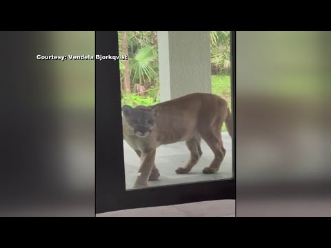 Florida panther peeks into home