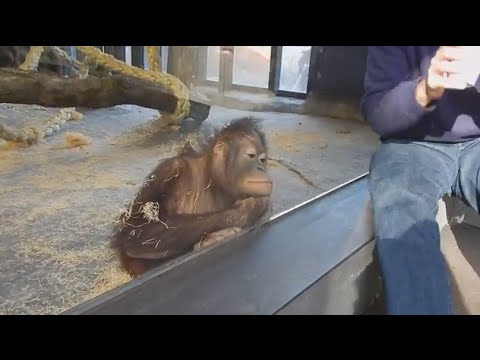 Monkey Sees A Magic Trick