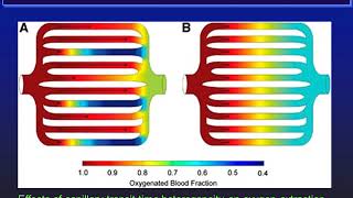 The physiology of the microcirculation
