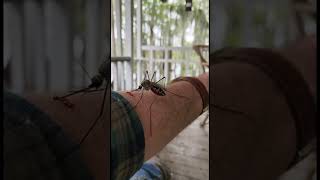 Giant Mosquito