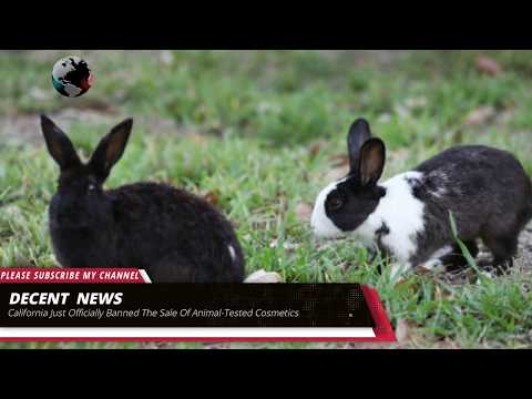 Video: California’s State Legislature Passes Bill That Bann Sale Of Animal-Tested Cosmetics