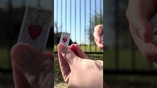 Tiny Tarot Today: A Daily Timeless Adventure