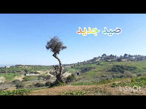 صيد حسون الخضري والنينو