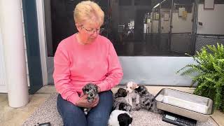 Laramie's Schnoodle Puppies May 29, 2024