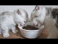 Котята сначала кушают сухой корм потом зовут маму кошку и едят молоко 😇
