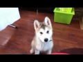 Cute malamute puppy doing tricks