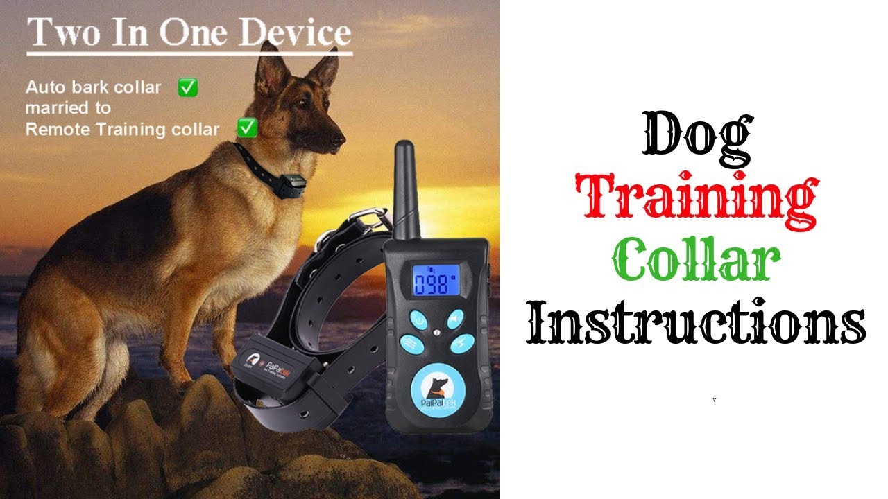 products of glycolysis Dog Training Collar Instructions 2019
