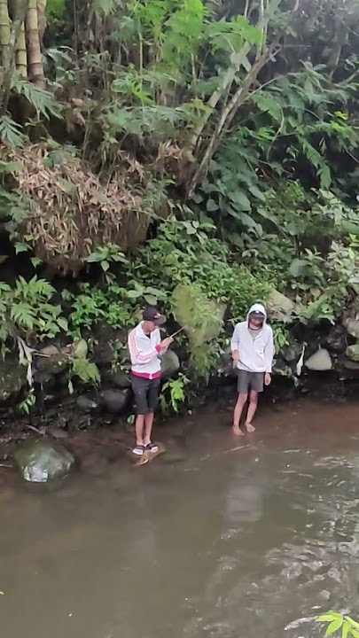 mancing ikan wader pari #mancing #mancingmania #fishing #cover #music #wisata #fhising #hobimancing