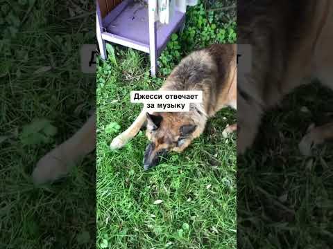 Праздник для всех #деревенскаяжизнь #dog #семья #дом #собаки