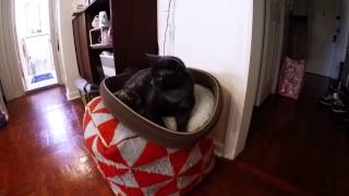 Pelle Update 2015-08-08