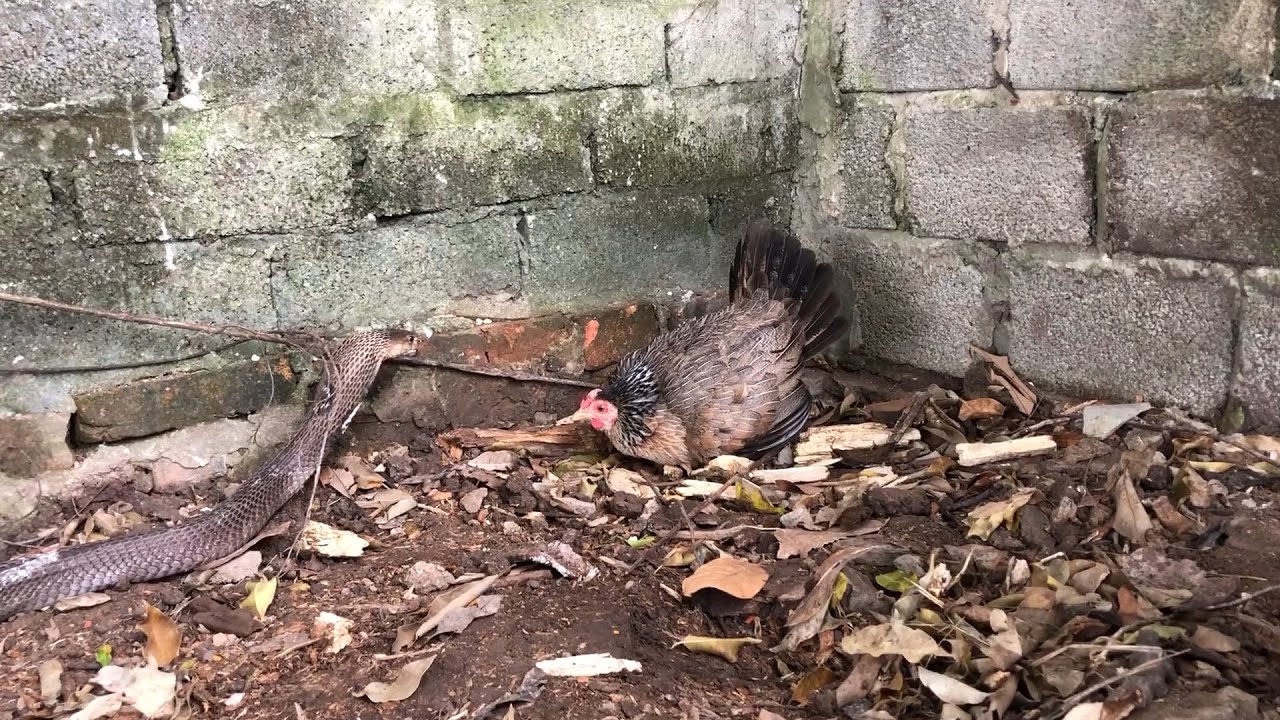 The brave mother hen protects the chicks from a very poisonous cobra