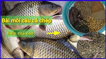 Bài mồi câu cá chép hồ dịch vụ cực nhạy.câu lục