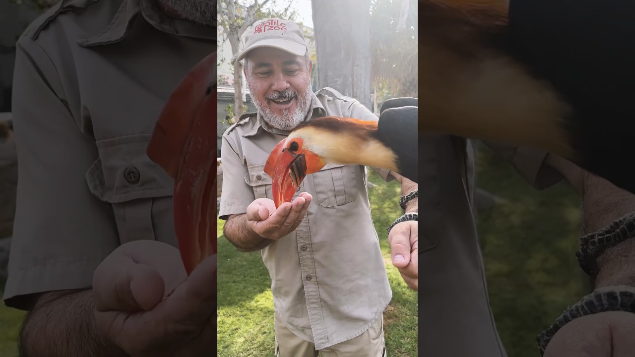 Look at the bill on this guy🤯 It’s called a wrinkled hornbill🤩