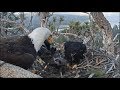 Big Bear Eagles ~ Jackie Moves & Pulls Cookie's Body By Head~ Warning Graphic 5.31.19