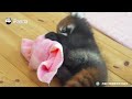 The Cutest Little Fluffballs Have Arrived! | iPanda