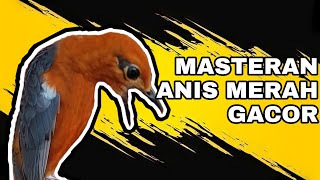 ANIS MERAH ISIAN MEWAH cocok buat masteran