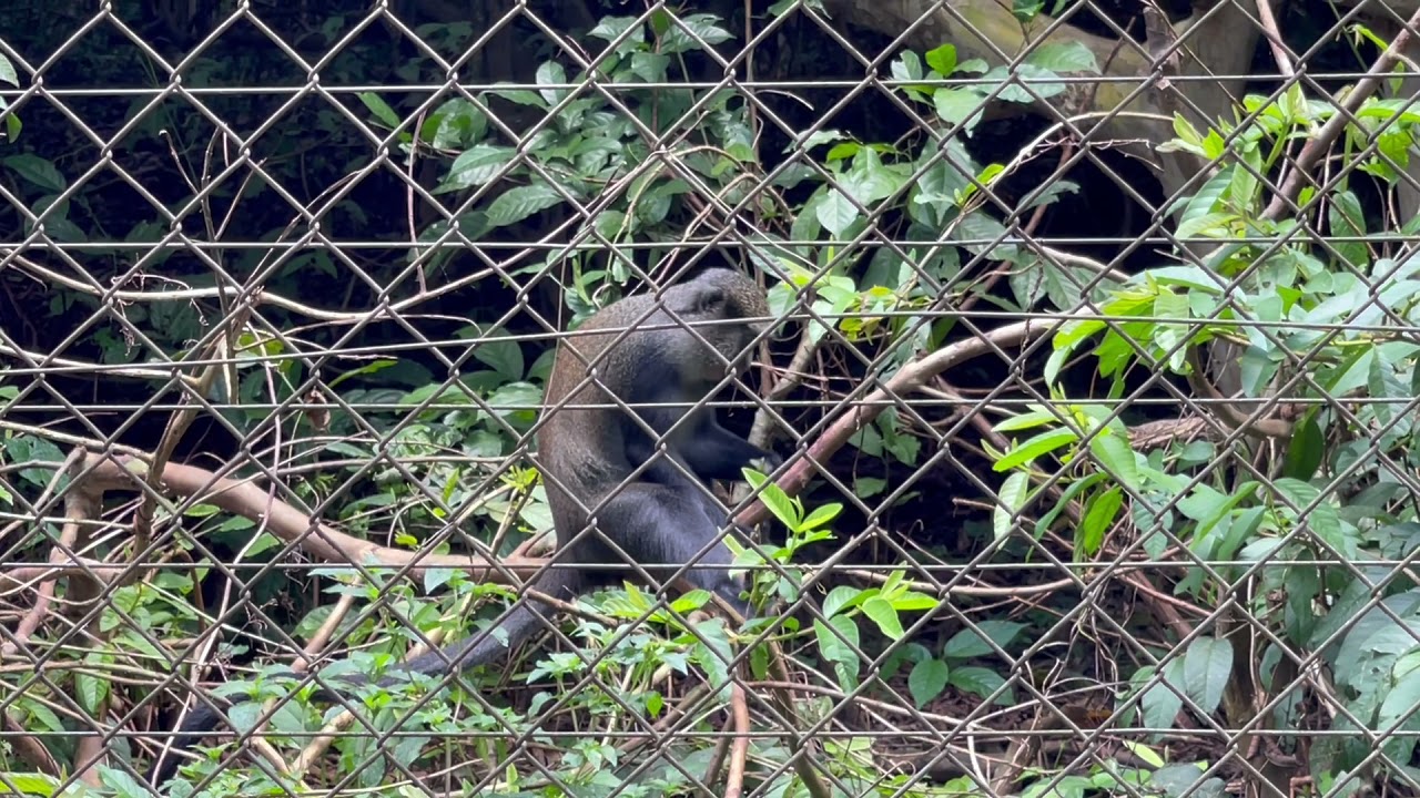 Parc de la Méfou, мартышки