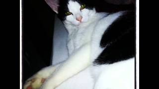 201 Ways Cats are Completely Overrated