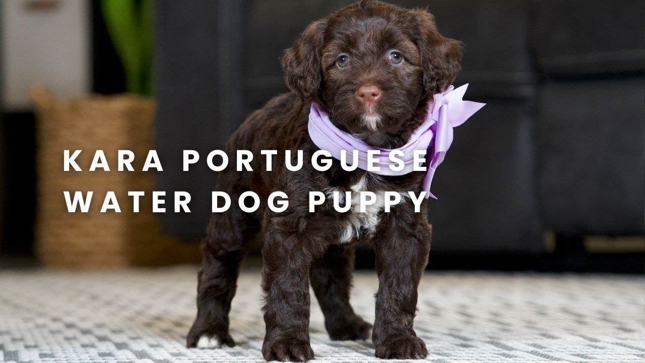 Kara Our Portuguese Water Dog Puppy at Family Porties!