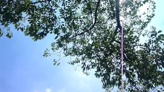 6月夏蟬叫聲1040609