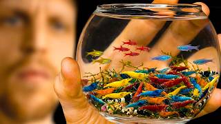 From 10 to 10,000? The Shrimp Invasion Nightmare After 4 Years!