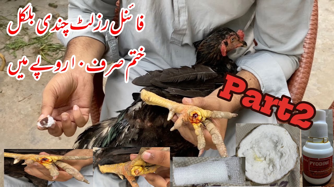 Chandi khatam krnu ka asan tarika | Alhamdulillah Murgy ki chandi khatam ho gai 