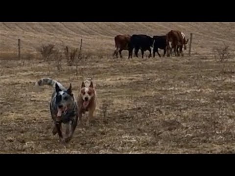 heelers-learning-to-herd-|-australian-cattle-dogs