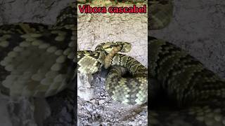víbora cascabel #snake #wildlife