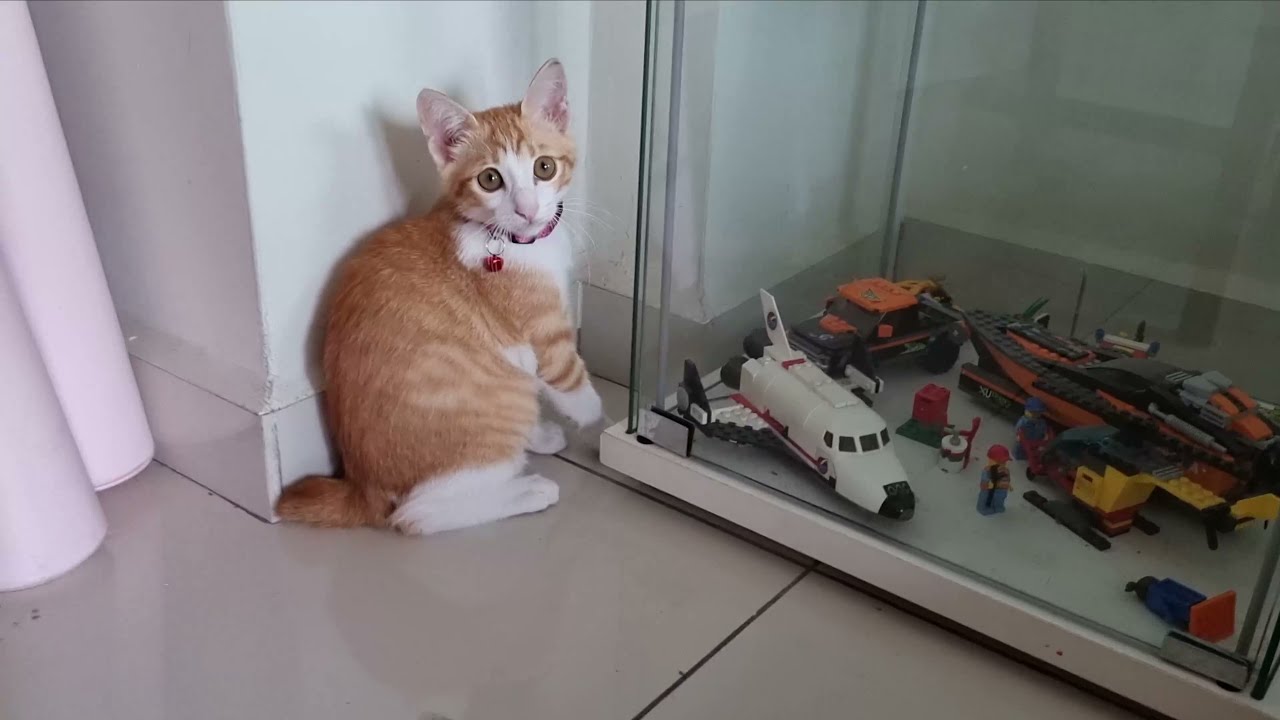 My Uni cat wear her collar for first time