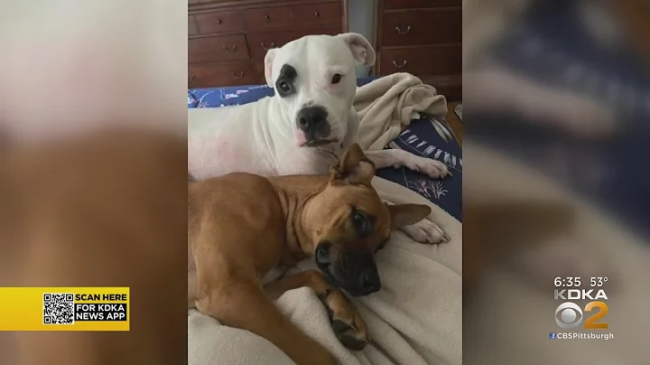Driver Hits, Kills 2 Dogs On Busy Road In Westmore...