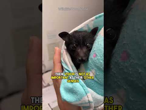 Bats are NOT