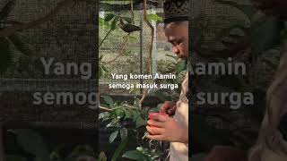 Aamin #birds #perkututlembur #beautiful #burung #perkututtuban #ayam #burungkicaudialamliar