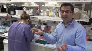 Vision to Grow Stem Cells into RPE for Damaged Eyesight  Kapil Bharti, NIH