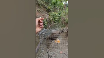 Perangkap Tupai ini Cukup Ampuh #shorts