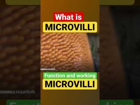 Video: Wat betekent microvillous?