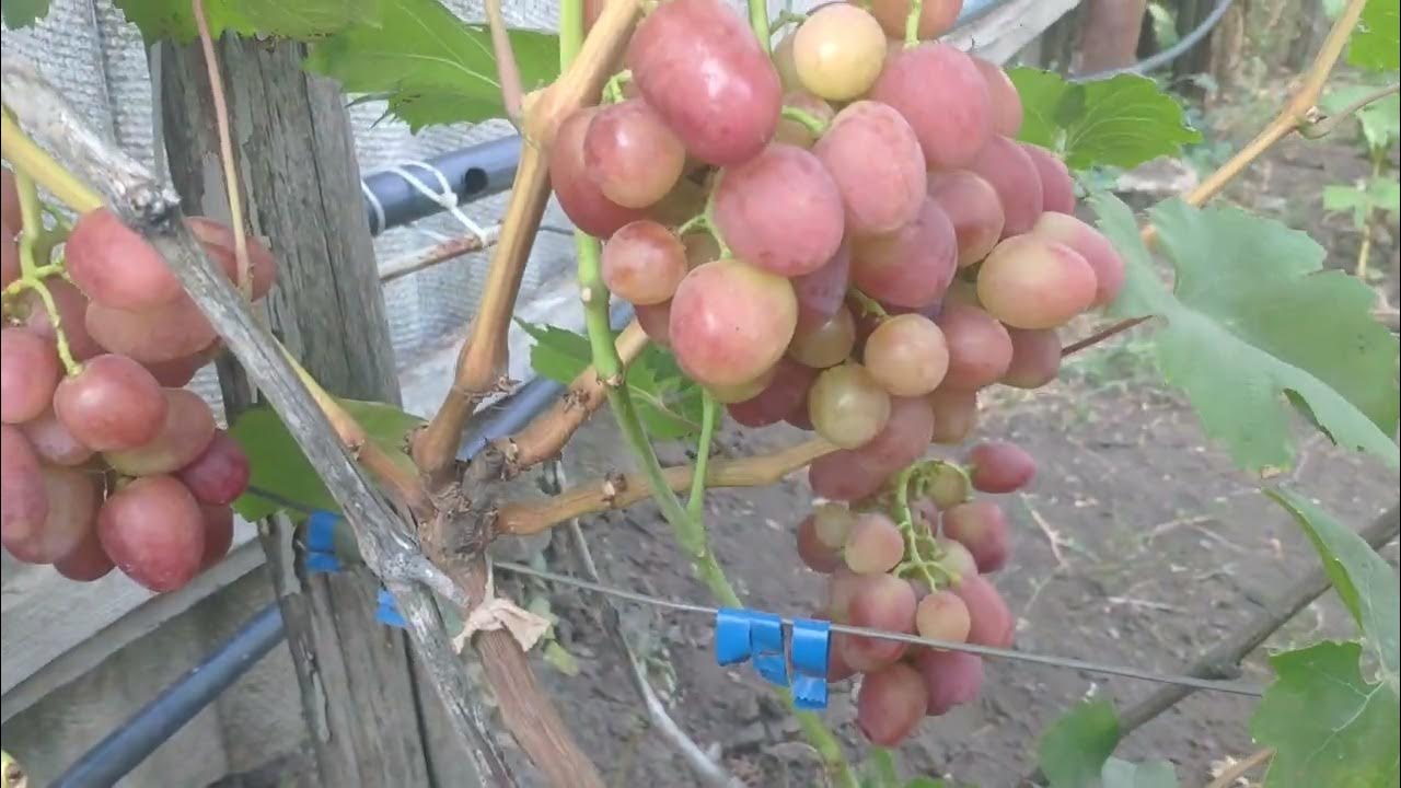 Виноград снежок описание сорта фото отзывы